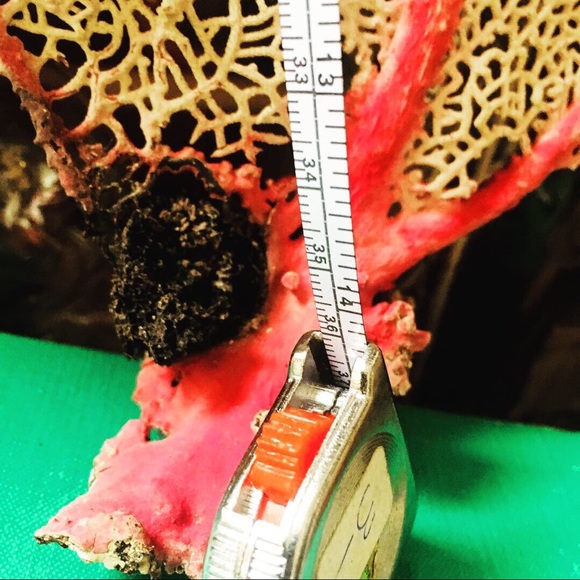 VINTAGE EXTINCT RED SEA FAN 2: $120 - Picture 6 of 6
